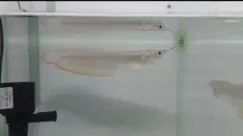Ikan arwana silver red