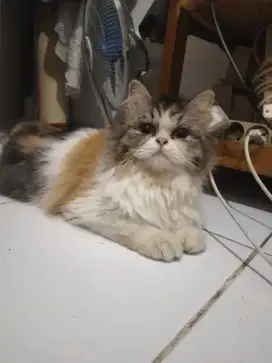 Betina 11 bulan