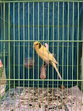 Kenari Rasmi Ys