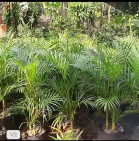 Tanaman palm kuning