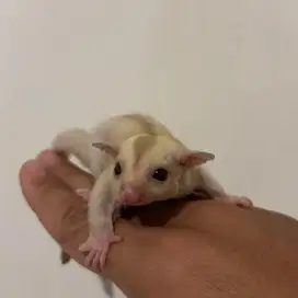 SUGAR GLIDER CREAMINO BETINA JOEY