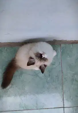 Kitten ragdoll non ped super big