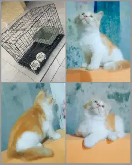 Kucing +kandang fullset
