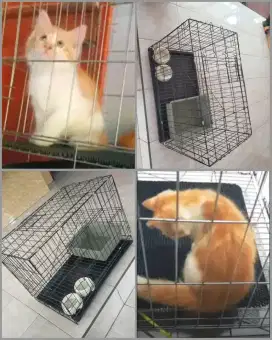 Kucing sama kandang fullset