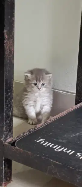 Britishorthir betina,gembul siap adop umur 2bln