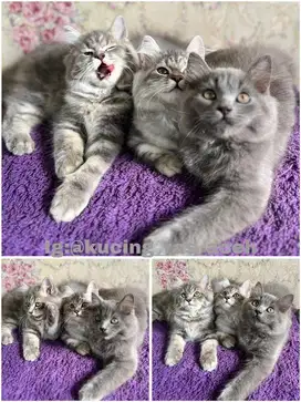 Kucing persia biqbone