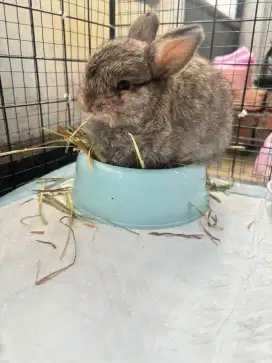 Kelinci Holland lop