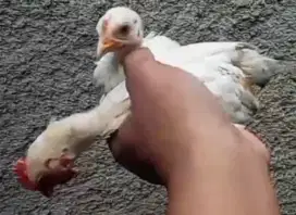 Jual Ayam Ketawa asli trah durasi spesial