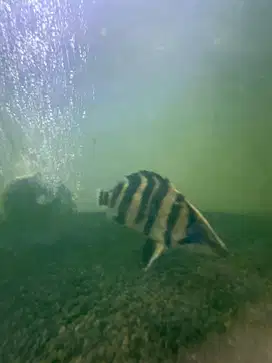 DIJUAL IKAN DATZ SUMATRA