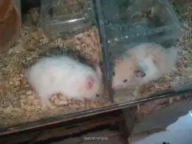 Hamster syirian