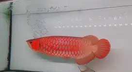 arowana, arwana super red sr murah meriah