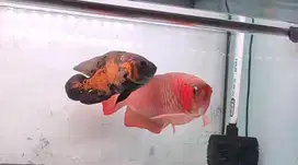 super red arowana, arwana 50cm