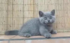 BSH munchkin betina 2 5 bln..