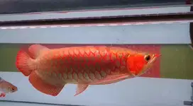 murah meriah arowana super red, arwana sr 50cm