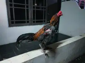 Ayam Bangkok x Mangon