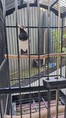 Jalak suren jawa pastol