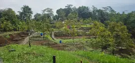 Jula cepat Kebun Durian dan Alpukat