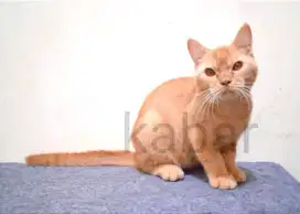 Kucing british shorthair BSH