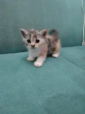 Anak kucing BSH X Persia
