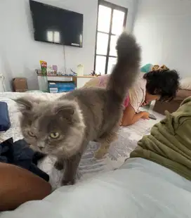 Scottish fold betina remaja