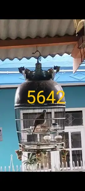 Burung perkutut bangkok jantan