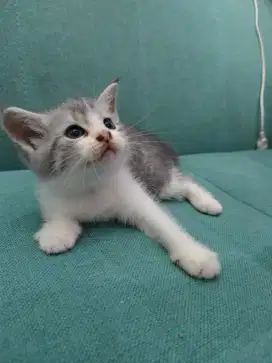 Anak kucing BSH X Persia