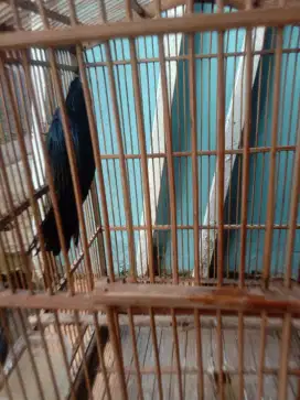 Jual burung sriguting kantil sdh bunyi rajin
