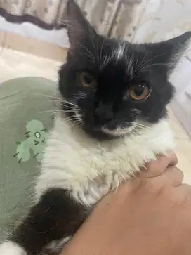 Dijual kucing persia anggora