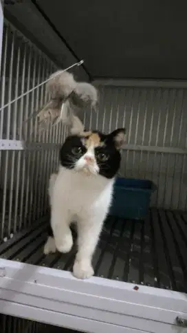 Kitten exotic SH