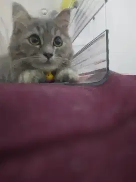 Open adopt Persia abu abu riwug riwug bulu bagus