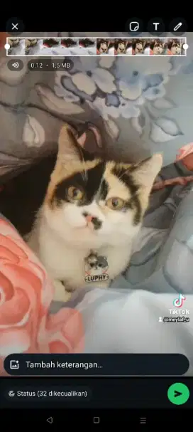 Open adopt BSH Calico betina ,peaknose