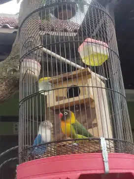 Lovebird sepasang warna ijo olive dan biru mangsi