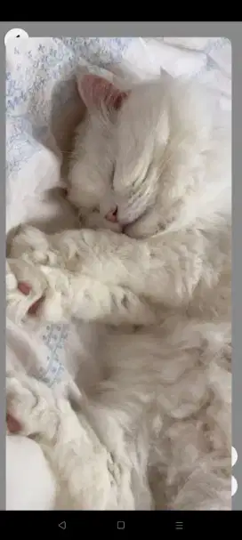 Open adopt pejantan tangguh .Persia white solid dgn odd eyes .