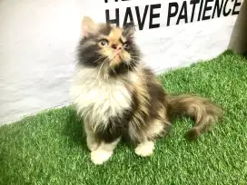 Kucing  Persia kitten peaknose pesek longhair 4 bulan betina
