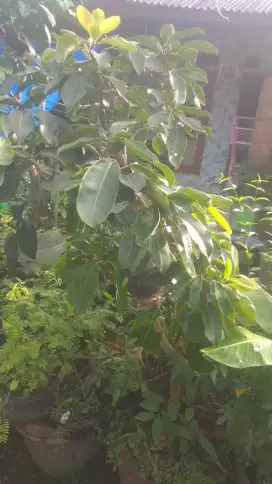 Pohon jamblang putih buah aga keunguan