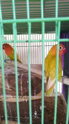 Sepasang lovebird + - 5 bln sdh jodoh dan sdh kuda2an