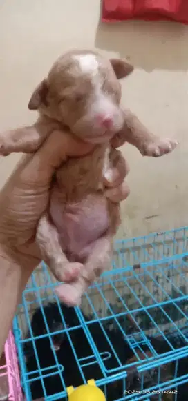 Puppy poodle Tiny sepasang