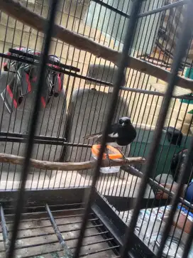 Jual burung kacer
