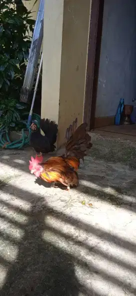 Ayam Kate ori warna batik
