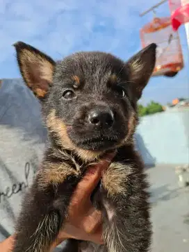Anak anjing Herder / German Shepherd