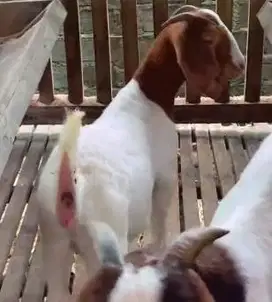 sepasang bakalan kambing boer 6 bulan UP F5 pedaging unggulan rawatan