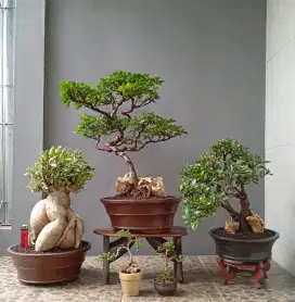 Borongan murah bonsai hias 5 pohon