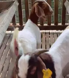 sepasang bakalan kambing boer F5 series 6 bulanan siap ternak unggulan