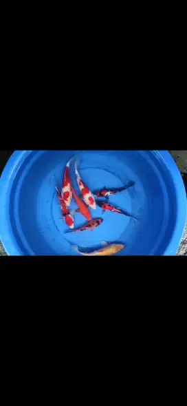 Ikan hias koi kualitas kohaku Showa utsuri sanke,karashi,benighoi