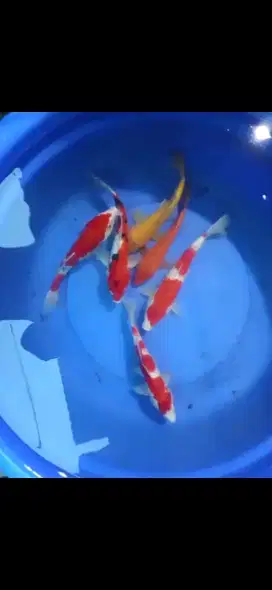 Ikan koi size 20~25cm kohaku, sanke, benighoi, karashi