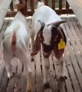sepasang bakalan kambing boer 6 bulanan super unggulan F5 series puas