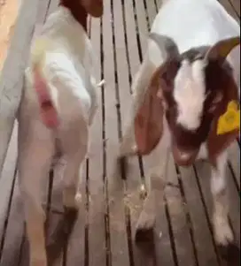 sepasang bakalan kambing boer F5 series 6 bulananUP siap ternak piara