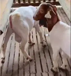 sepasang bakalan kambing boer 6bulananUp F5 siap ternak rawatan manteb