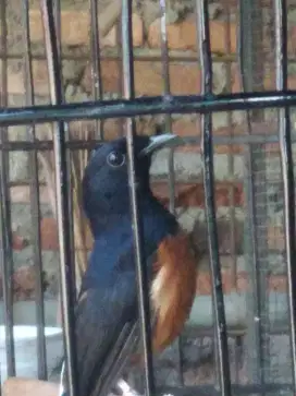 Jual  cepat murai medan  fighter/prospek lapangan