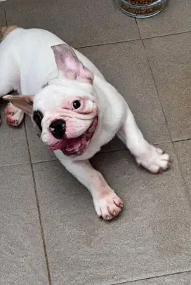 Jual French bulldog jantan